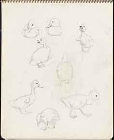 pencil drawing of ducks and other birds on paper