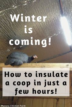 How to install insulation in coop Diy Winter Chicken Coop, Commercial Chicken Coop, Chicken Coop Ventilation Winter, Chicken Coop Winter Cold Weather, Insulated Chicken Coop Winter, Heating Chicken Coop, Heated Chicken Coop