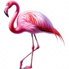 a pink flamingo standing on its hind legs