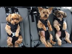 two dogs sitting in the back seat of a car wearing harnesses and vests