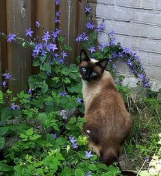 a siamese cat sitting on the ground next to purple flowers