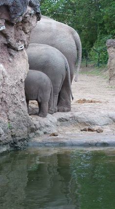 two adult elephants and one baby elephant are standing by the water's edge near some rocks