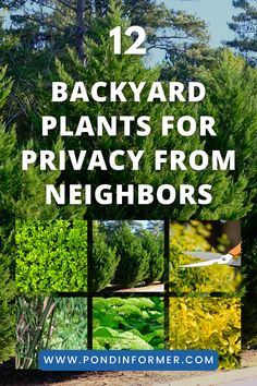 the words backyard plants for privacy from neighborss are in front of trees and bushes