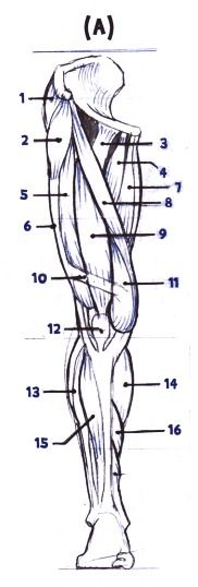 the muscles are labeled in this diagram, and there is also an image of them