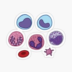 four different types of cells sticker