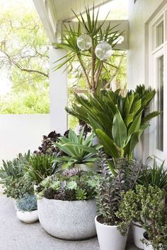 several potted plants are lined up on the porch