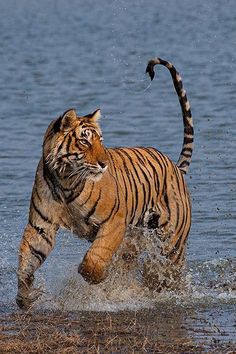 a tiger is running through the water