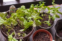 several potted plants are sitting on a table