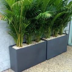 two planters with plants in them on the ground