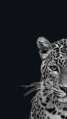 a black and white photo of a leopard