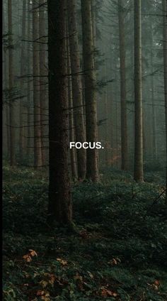 the words focus are placed in front of trees