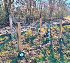 two goats in a fenced off area