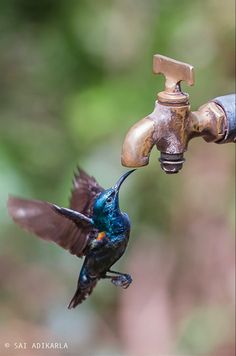 a hummingbird drinking water from a faucet that is connected to a tap