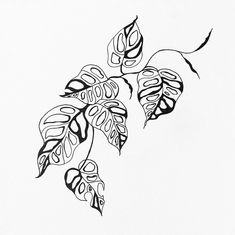 Monstera black and white graphic art, tattoo design Monstera Rib Cage Tattoo, Plant Tattoo Filler Ideas, Monstra Plant Tattoo, Thai Constellation Monstera Tattoo, Monstera Obliqua Tattoo, Plant Line Tattoo, Monstera Vine Tattoo, Monstera Adansonii Tattoo, Plant Tattoo Stencil