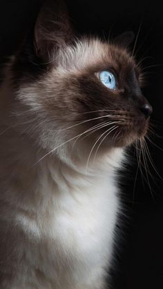 a siamese cat with blue eyes looking up