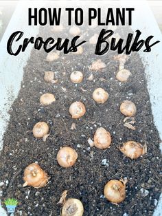 how to plant crocus bulbs in a pot with text overlay that reads, how to plant crocus bulbs