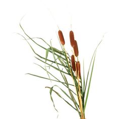 some brown and green plants on a white background