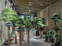 many bonsai trees are in the middle of a room with wooden pillars and lights