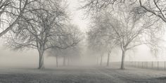 trees are in the fog on a field