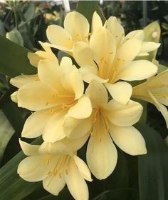 yellow flowers are blooming in the garden