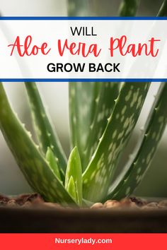 an aloe vena plant growing in a pot with text overlay that reads will aloe vena plant grow back?