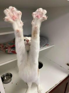 Söt Katt, Silly Cats Pictures, Cute Cats Photos, Pretty Animals, Silly Animals, Cat Aesthetic, Cute Animal Photos, Funny Cute Cats, Cute Cats And Dogs