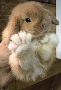 a brown and white bunny is holding something in it's paws