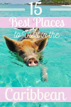 a pig swimming in clear blue water with the words 15 best places to visit in the caribbean