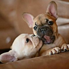 gracefuldreameroflove: “ French bulldog kisses❤❤ ✿ℒℴѵℯ`❤ ✿ ” Cute Bulldog Puppies, Cute Bulldogs, I Love Dogs