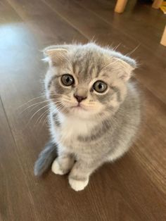 a small gray kitten sitting on top of a wooden floor looking at the camera with big eyes