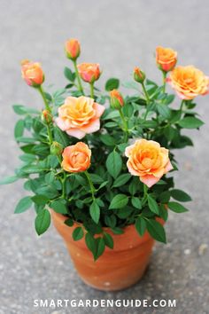 an orange potted plant with green leaves and flowers on the ground in front of it