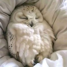 an owl sleeping on top of a white blanket