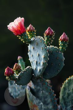 a close up of a cactus with flowers on it