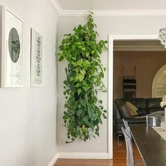 there is a plant hanging on the wall in this living room with wood flooring