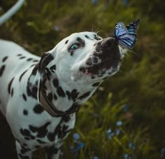 a dalmatian dog with a blue butterfly on its nose looking up at the sky