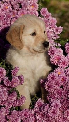 a puppy is sitting in the middle of some pink flowers