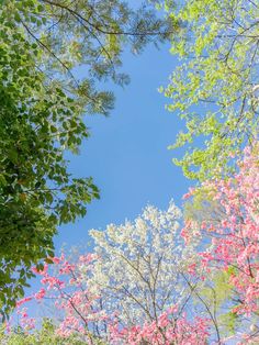 trees with pink and white flowers against a blue sky