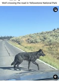 a black dog crossing the road in yellowstone national park on a sunny day with no one around