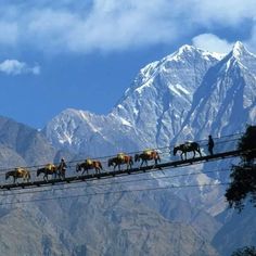 several horses are walking across a high wire with mountains in the backgrouds