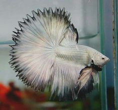 a white and black fish in an aquarium