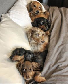 four dogs are laying down on a bed