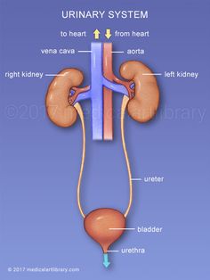 the urinary system is shown in this diagram