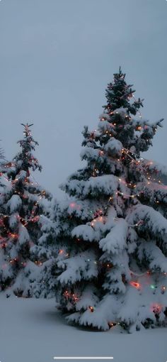 two evergreen trees covered in snow with christmas lights