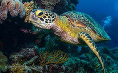 a green turtle swimming over corals in the ocean