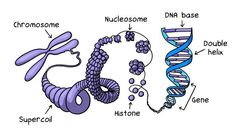 the structure of an animal's cell and its structures, including two different types of cells