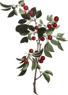 a branch with red berries and green leaves