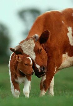 two brown and white cows standing next to each other