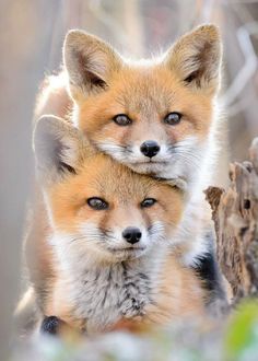 two foxes are sitting next to each other