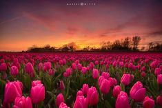 a field full of pink tulips with the sun setting in the background