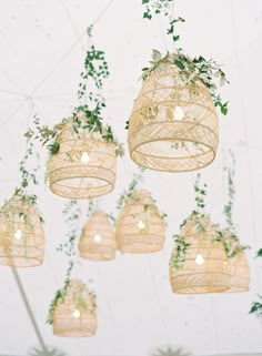 several hanging plants are attached to the ceiling